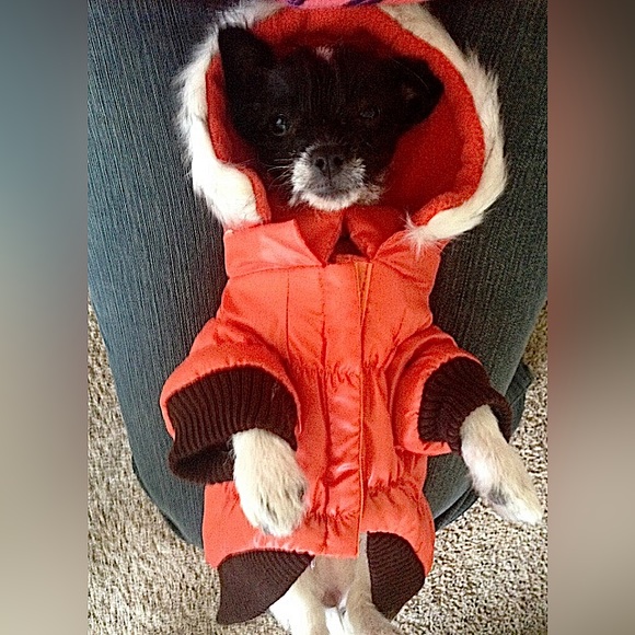 EUC Tiny Dog Puffer Coat with Faux Fur Trim and Thinsulate Lining 💕🐶 - Picture 1 of 5